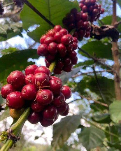 India Kerehaklu Estate S9 Blossom Cultured Washed