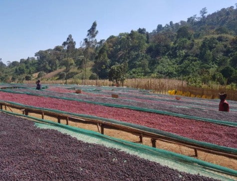 Ethiopia Guji Hambela Benti Natural Swiss Water Decaf