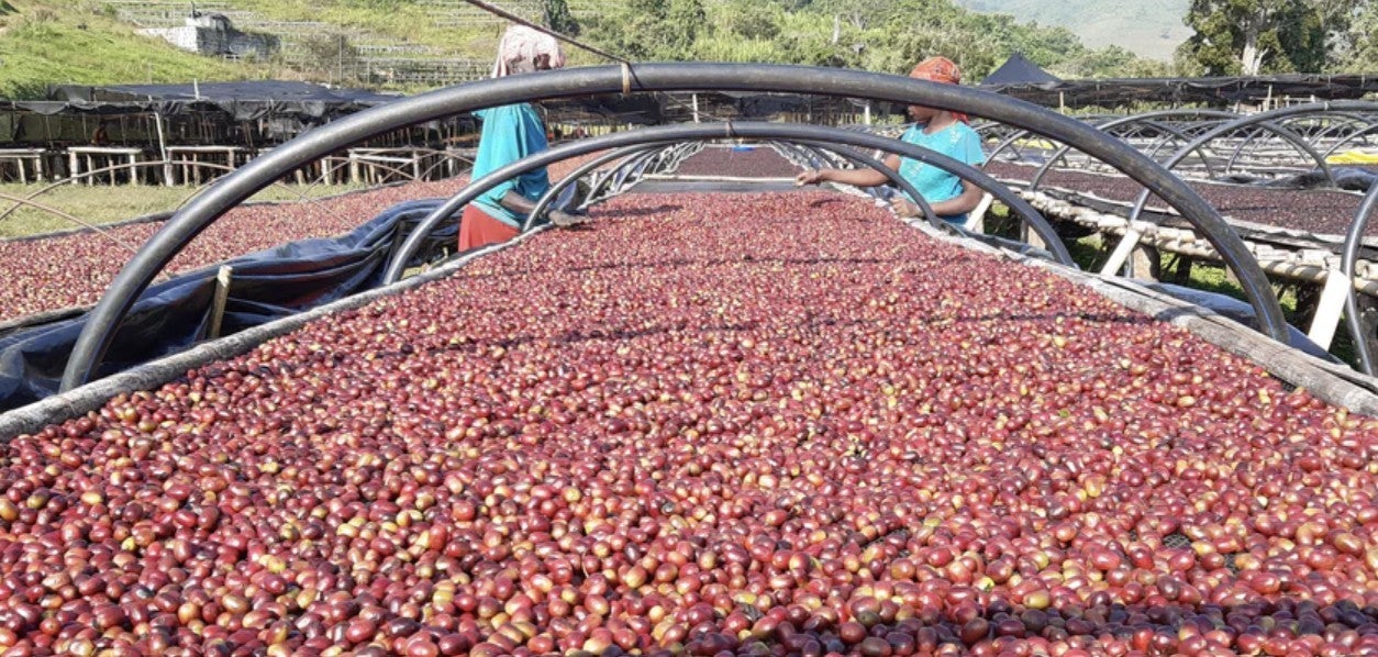 Ethiopia Gesha Village Illubabor Forest Honey Gesha
