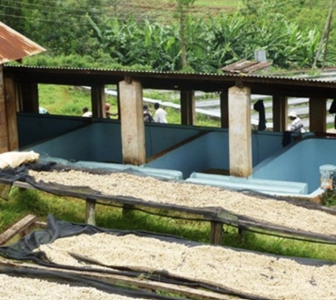 Kenya Meru Nthimbiri AA