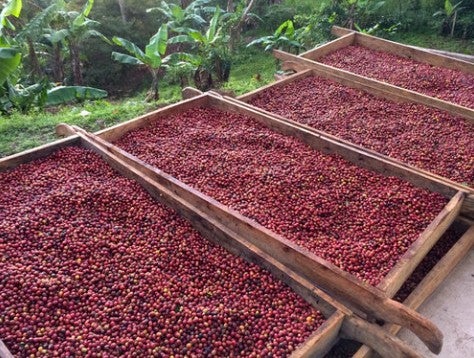 Nicaragua Jinotega Elixir Carbonic Macerated Natural Swiss Water Decaf