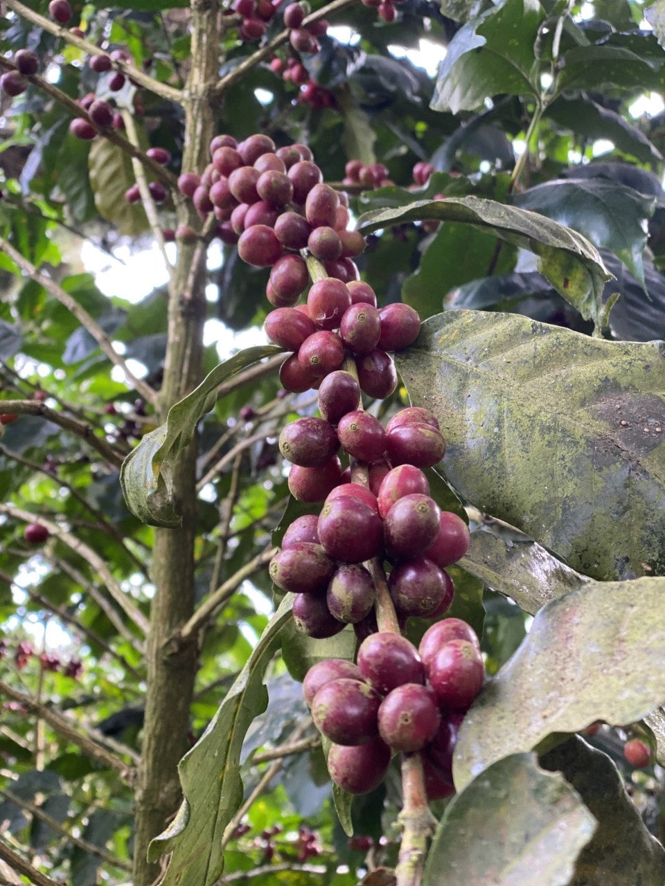 El Salvador El Gobiado Rainbow Bourbon Anaerobic Natural | S&W
