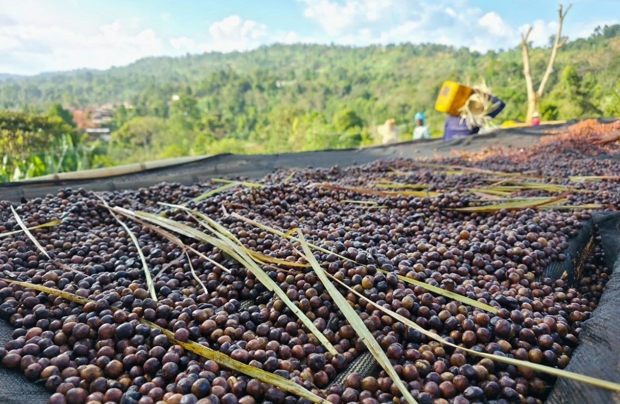 Ethiopia Anaerobic Natural Lemongrass Co-ferment Banko Chelchele