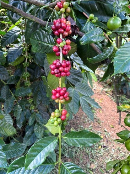 Bali Batukaang Karana Extended Fermentation Anaerobic Natural