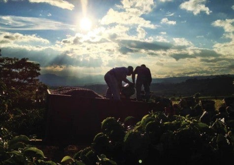 Costa Rica Volcan Azul Warm Anaerobic Natural