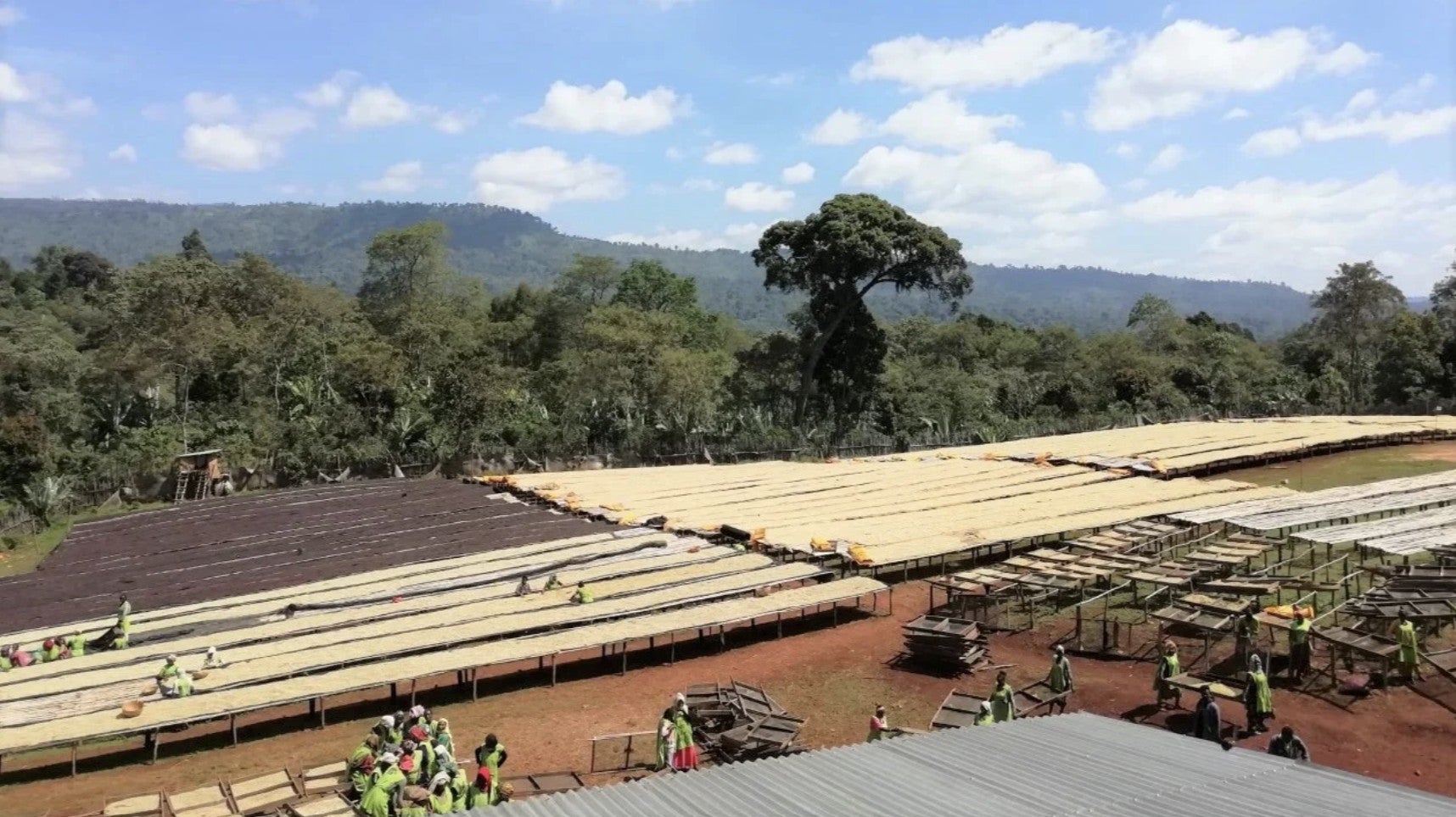 Ethiopia Worka Sakaro Anaerobic Wine Process Natural