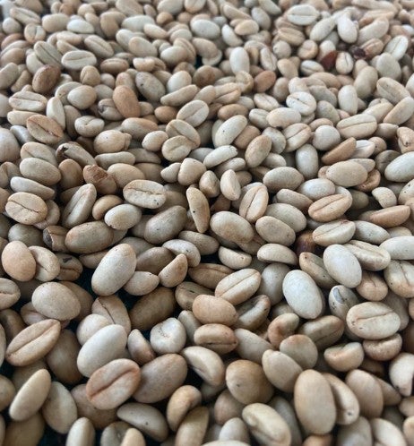 India Kerehaklu Estate S9 Lime Cultured Washed