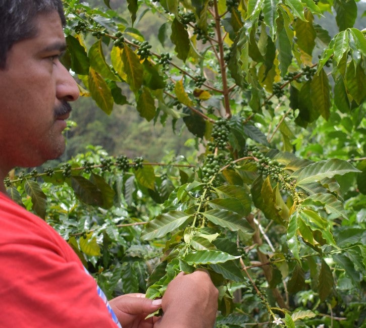 Guatemala Vista Al Bosque