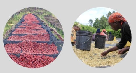 Kenya Ruiruiru Anaerobic Natural