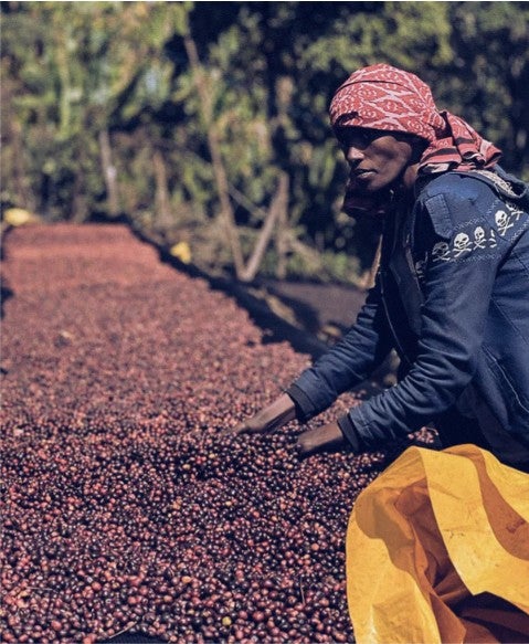 Ethiopia Faysel Yonis G1 Anaerobic Natural