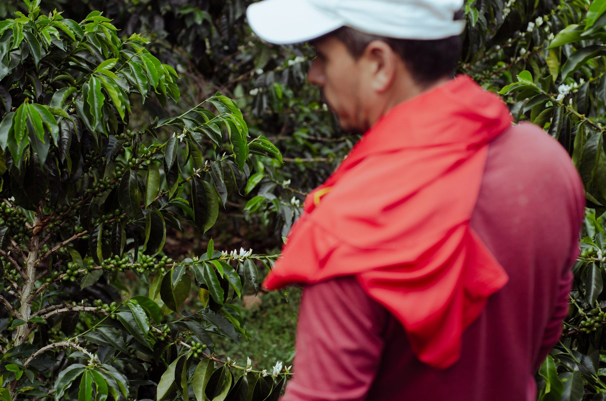 Colombia Yoiner Natural Rosado